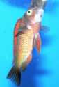Tropheus moorii 'Kachese red'