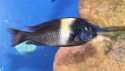 Tropheus duboisi 'Maswa'