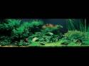   (Nature Aquarium). Takashi Amano ( )
