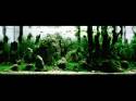   (Nature Aquarium). Takashi Amano ( )