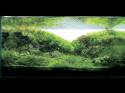   (Nature Aquarium). Takashi Amano ( )