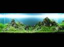   (Nature Aquarium). Takashi Amano ( )