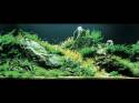   (Nature Aquarium). Takashi Amano ( )