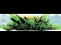   (Nature Aquarium). Takashi Amano ( )
