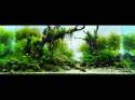   (Nature Aquarium). Takashi Amano ( )