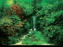   (Nature Aquarium). Takashi Amano ( )