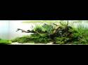  (Nature Aquarium). Takashi Amano ( )