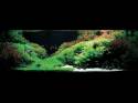   (Nature Aquarium). Takashi Amano ( )