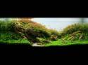   (Nature Aquarium). Takashi Amano ( )