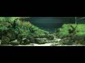   (Nature Aquarium). Takashi Amano ( )