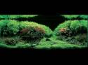   (Nature Aquarium). Takashi Amano ( )