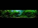   (Nature Aquarium). Takashi Amano ( )