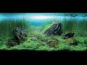   (Nature Aquarium). Takashi Amano ( )
