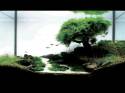   (Nature Aquarium). Takashi Amano ( )