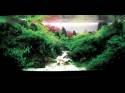   (Nature Aquarium). Takashi Amano ( )