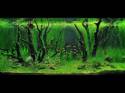  (Nature Aquarium). Takashi Amano ( )