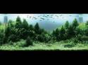   (Nature Aquarium). Takashi Amano ( )