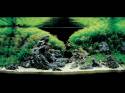   (Nature Aquarium). Takashi Amano ( )