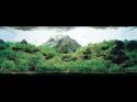   (Nature Aquarium). Takashi Amano ( )