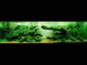   (Nature Aquarium). Takashi Amano ( )