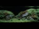   (Nature Aquarium). Takashi Amano ( )