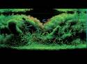   (Nature Aquarium). Takashi Amano ( )
