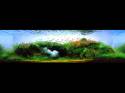   (Nature Aquarium). Takashi Amano ( )
