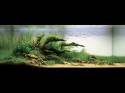   (Nature Aquarium). Takashi Amano ( )
