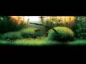   (Nature Aquarium). Takashi Amano ( )