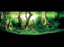   (Nature Aquarium). Takashi Amano ( )
