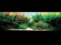  (Nature Aquarium). Takashi Amano ( )