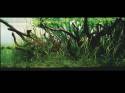   (Nature Aquarium). Takashi Amano ( )