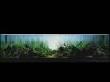   (Nature Aquarium). Takashi Amano ( )