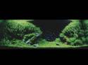   (Nature Aquarium). Takashi Amano ( )