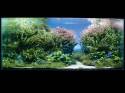   (Nature Aquarium). Takashi Amano ( )