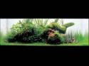   (Nature Aquarium). Takashi Amano ( )