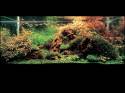   (Nature Aquarium). Takashi Amano ( )
