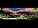   (Nature Aquarium). Takashi Amano ( )