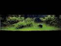   (Nature Aquarium). Takashi Amano ( )