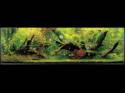   (Nature Aquarium). Takashi Amano ( )