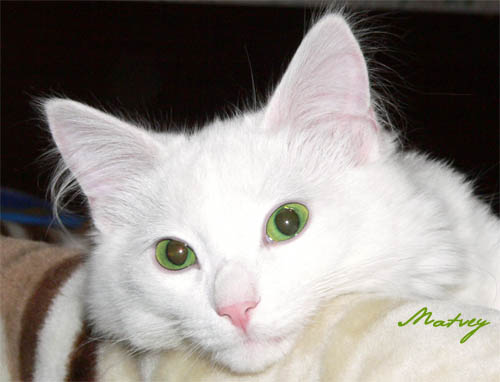 Кот Матвей Кот Матвей